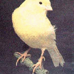 Canaries Sing in Harmonics: Nature’s Perfect Soundwaves