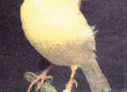 Canaries Sing in Harmonics: Nature’s Perfect Soundwaves