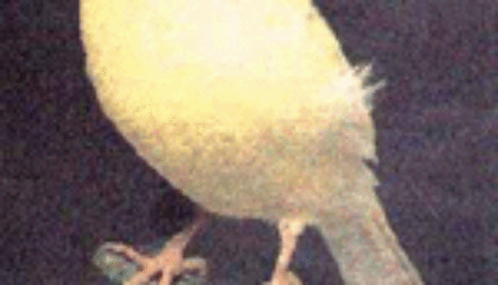 Canaries Sing in Harmonics: Nature’s Perfect Soundwaves