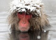 The Mpemba Effect: When Hot Water Defies Logic