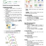 What is central dogma molecular biology?
