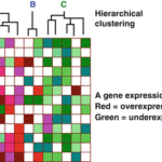 Bridging the Gap Between Molecular Biology and Radiology?