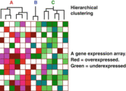Bridging the Gap Between Molecular Biology and Radiology?