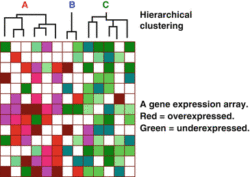Bridging the Gap Between Molecular Biology and Radiology?