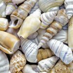 How is the shell model of an atom experimentally justified?