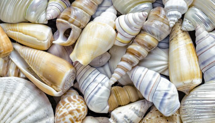 How is the shell model of an atom experimentally justified?