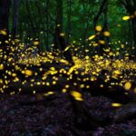 What are cold sources of light?