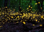 What are cold sources of light?