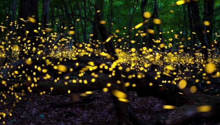 What are cold sources of light?