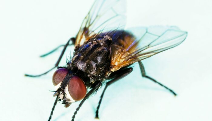 Fly Me to the Moon: The Physics of Lunar Travel