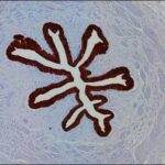 Microbe vs. Flow: Bacterium Battles Against the Current
