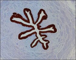 Bacterium Battles the Current: Swimming Against the Microfluidic Stream
