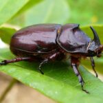 Beetle’s Brilliant Shell: Nature’s Polarizing Twist