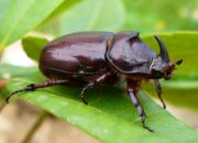 Beetle’s Brilliant Shell: Nature’s Polarizing Twist