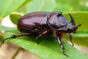 Beetle’s Brilliant Shell: Nature’s Polarizing Twist