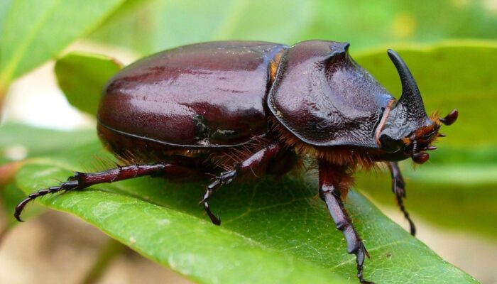 Beetle’s Brilliant Shell: Nature’s Polarizing Twist