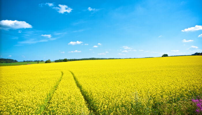 Which Field in Physics Is ‘Dead’? And Why That Might Be a Good Thing