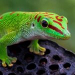 Gecko Feet Get Sticky from Static Electricity