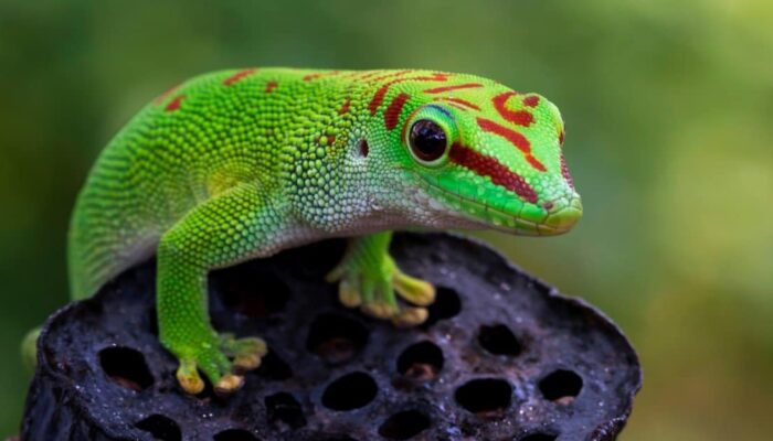 Gecko Feet Get Sticky from Static Electricity