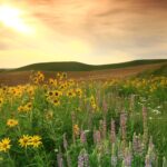From Prairie to Energy Frontier