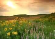From Prairie to Energy Frontier