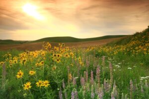 From Prairie to Energy Frontier