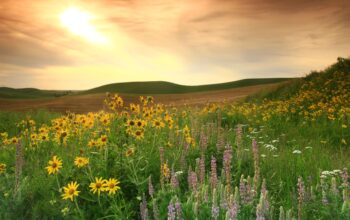 From Prairie to Energy Frontier
