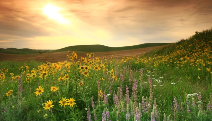 From Prairie to Energy Frontier