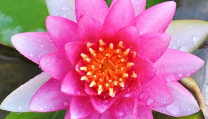 Which is the best medical physics graduate program?