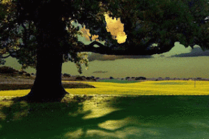 Do You Have an Eye for Entanglement?
