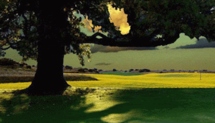 Do You Have an Eye for Entanglement?