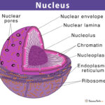 What is the nucleus force explained?
