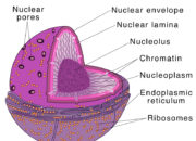 What is the nucleus force explained?