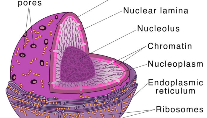 What is the nucleus force explained? – Physics-Only?