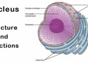 What is the structure of the nucleus?