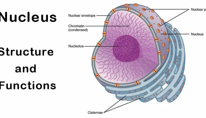 What is the structure of the nucleus?