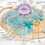 Cell Phone Capacity Multiplies: Physics Behind the Bars
