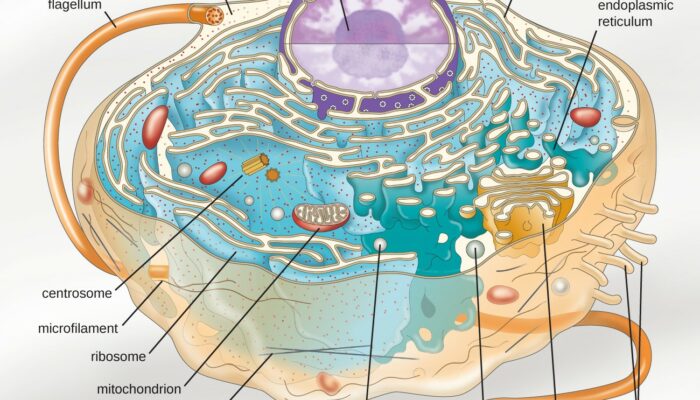 Cell Phone Capacity Multiplies: Physics Behind the Bars