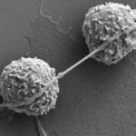 Cells Dine on Nanotubes—with Deadly Results