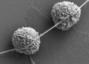 Cells Dine on Nanotubes—with Deadly Results
