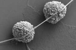 Cells Dine on Nanotubes—with Deadly Results