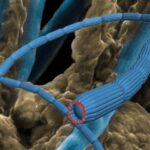 Wired for Life: Bacteria Conduct Electrons Over Centimeters