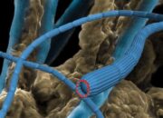 Wired for Life: Bacteria Conduct Electrons Over Centimeters