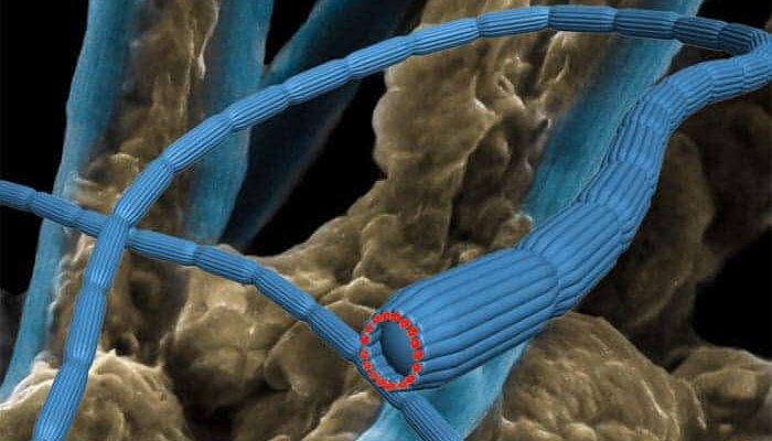 Wired for Life: Bacteria Conduct Electrons Over Centimeters