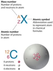 Nucleons: The Power Players in Every Atom
