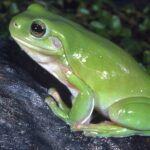How a Frog’s Eye Counts Photons