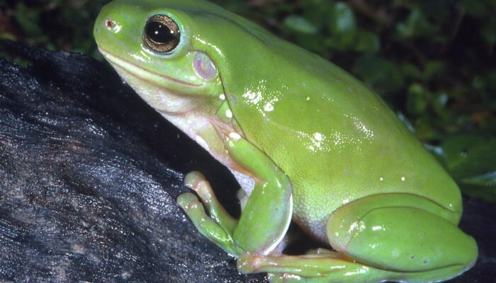 How a Frog’s Eye Counts Photons