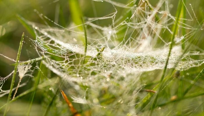 Bone Breakthrough: Mechanical Secrets of Strength Revealed