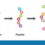 When Amino Acids Meet Electronics: A Molecular Interface