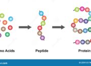 When Amino Acids Meet Electronics: A Molecular Interface